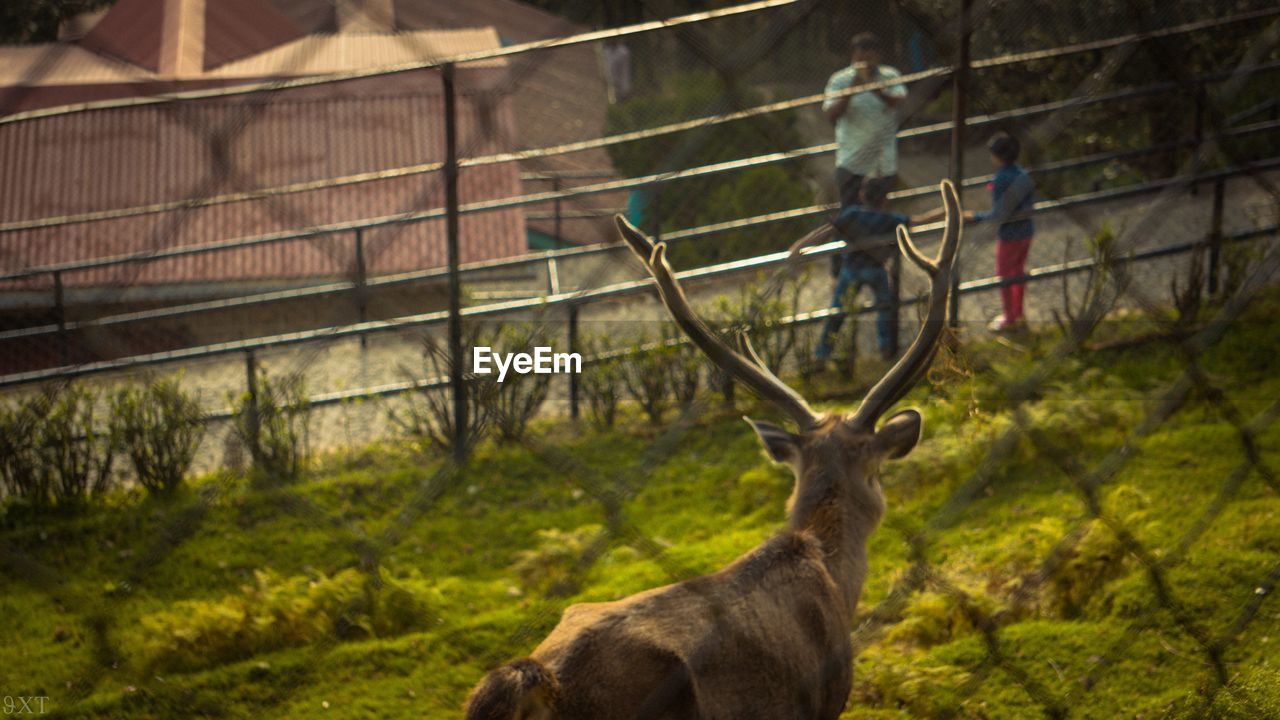 HORSE IN ZOO