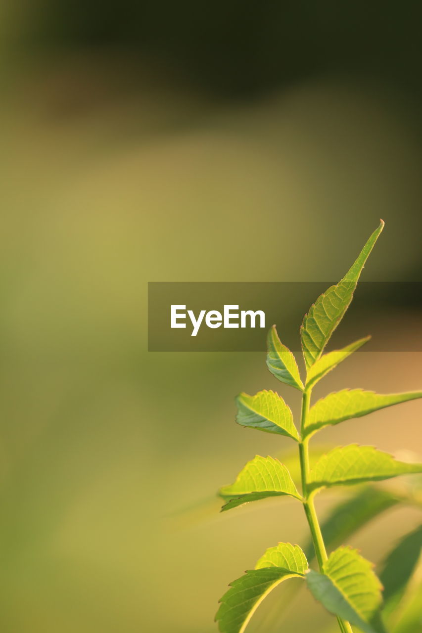 green, yellow, sunlight, leaf, plant part, nature, branch, plant, tree, grass, close-up, macro photography, plant stem, beauty in nature, no people, flower, environment, outdoors, copy space, growth, freshness, backgrounds, forest, focus on foreground, land, summer