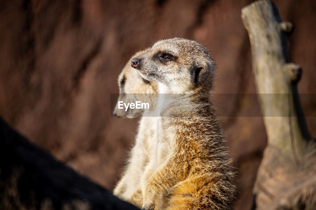 Close-up of meerkat 