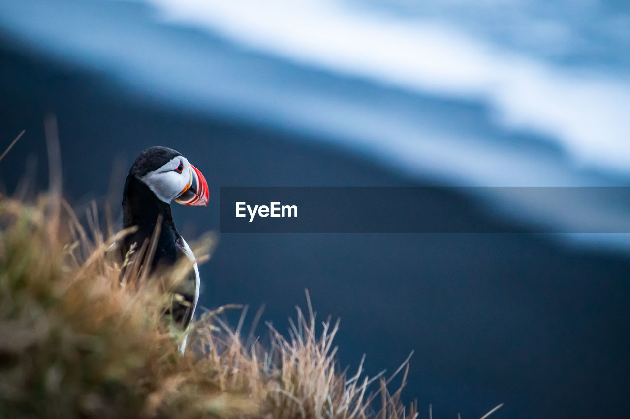 Icelandic puffin