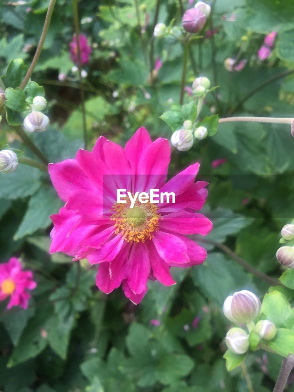 CLOSE-UP OF PINK FLOWERS