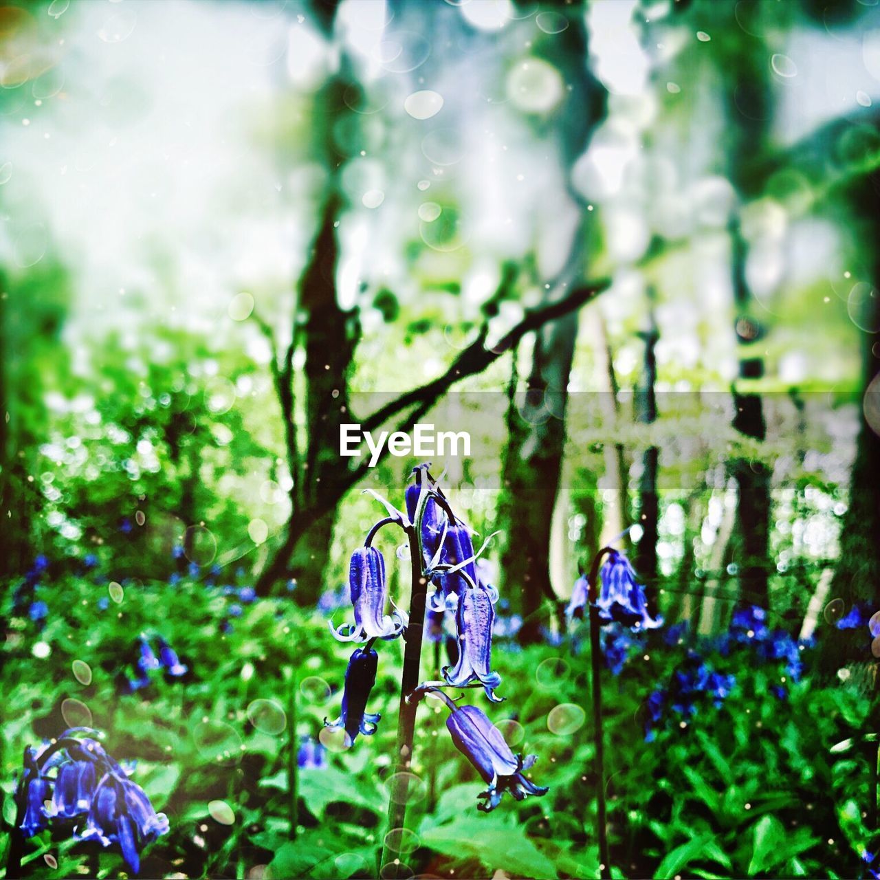 CLOSE-UP OF FRESH PURPLE FLOWERS AGAINST BLURRED TREES