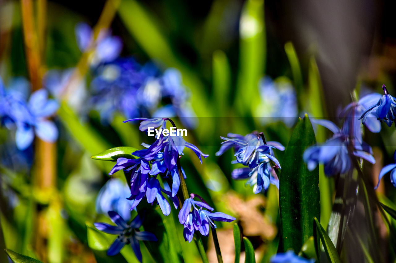 Close-up of purple flowering plant