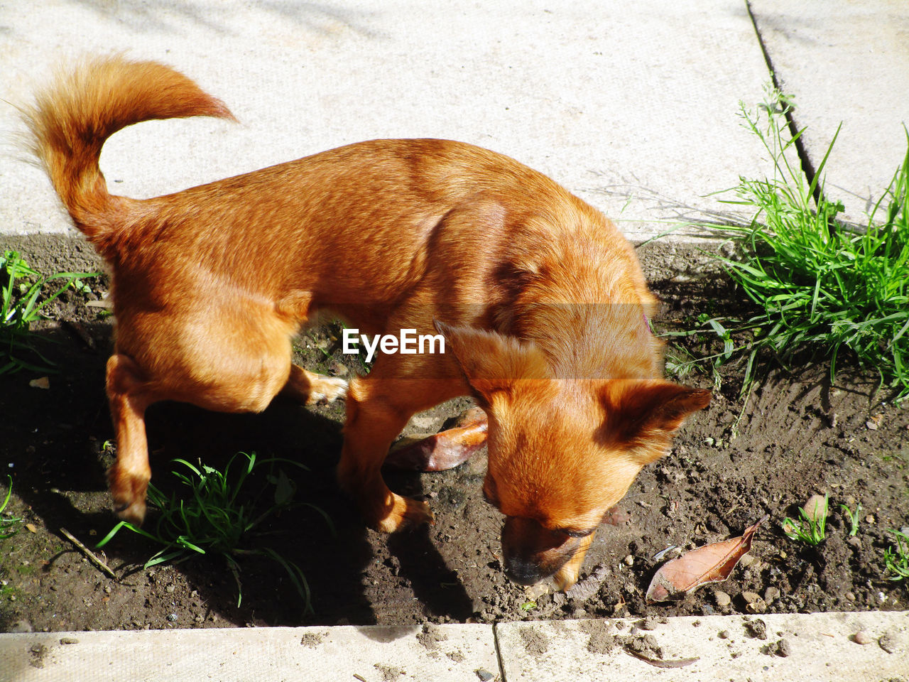 animal themes, animal, mammal, one animal, domestic animals, pet, dog, canine, nature, no people, puppy, sunlight, day, high angle view, brown, plant, land, outdoors, field