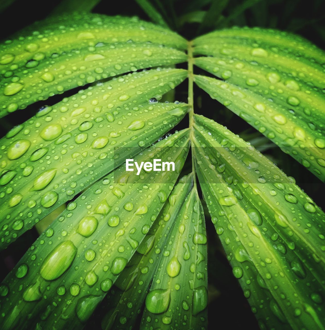 FULL FRAME SHOT OF WET LEAVES