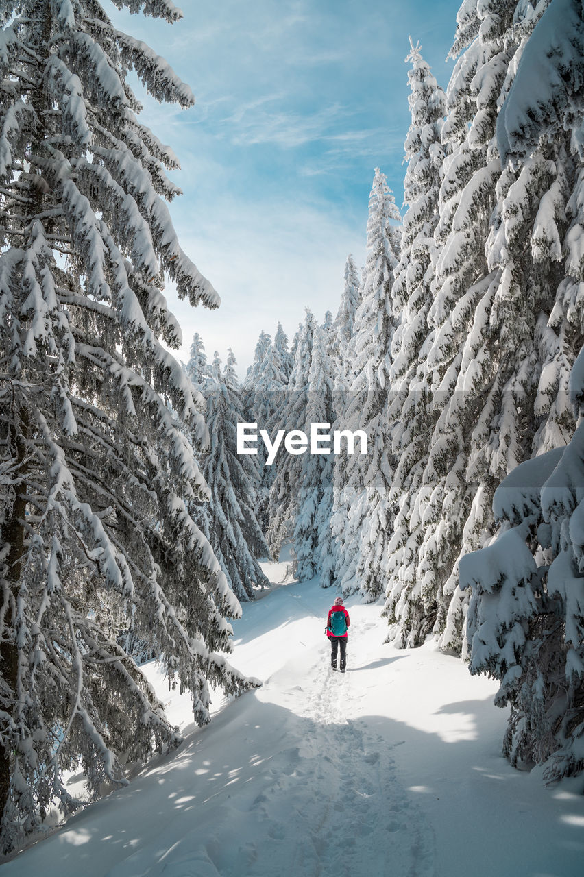 Rear view of woman hiking in snow covered forest