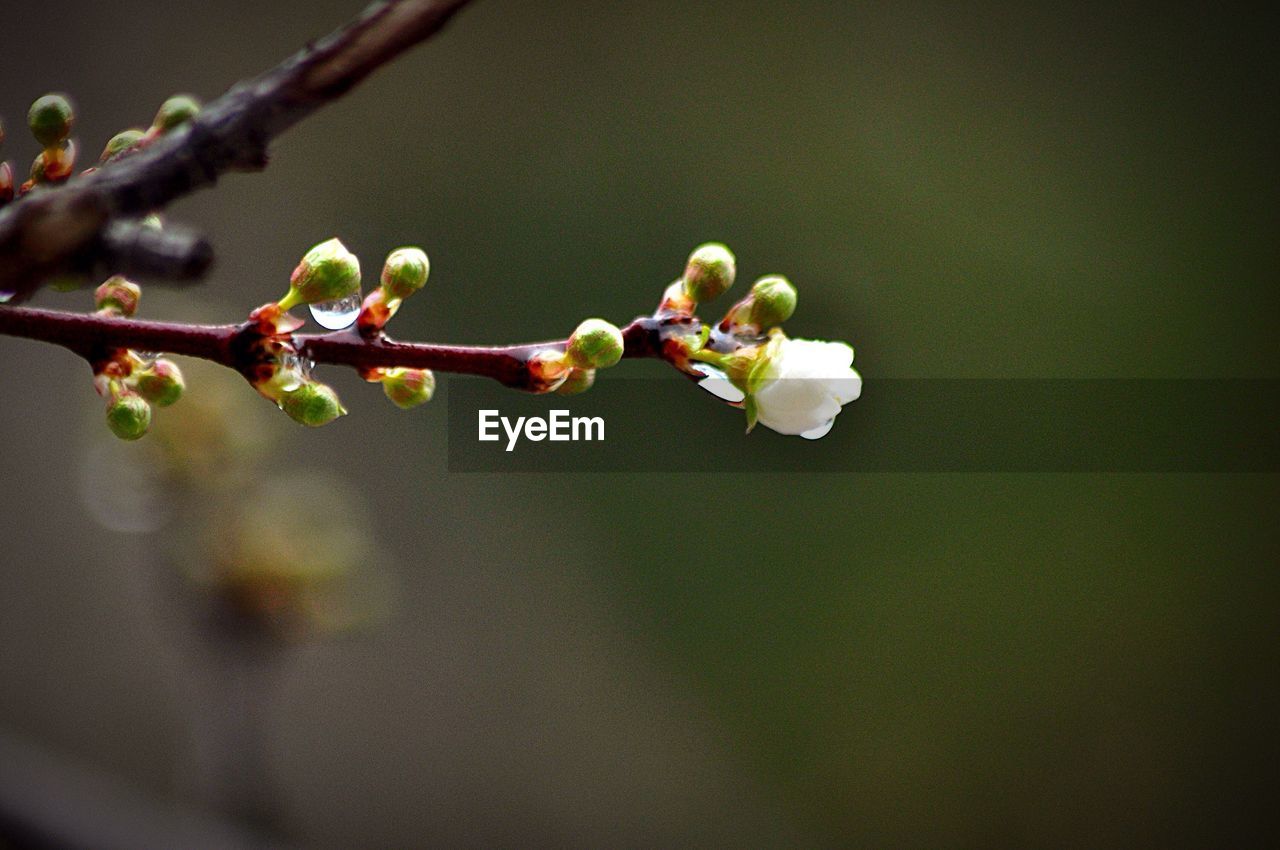 Flowers blooming in garden