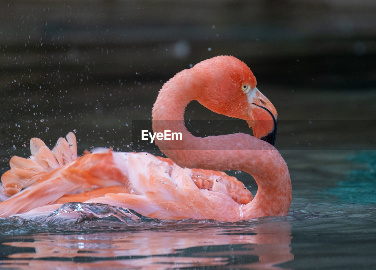 Close-up of a flamingo swimming in the water