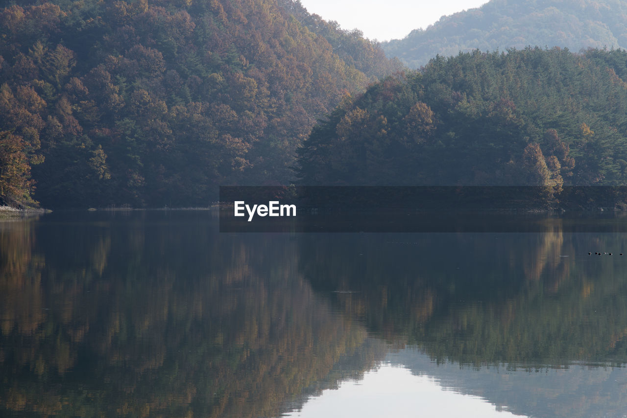 Scenic view of lake by forest against clear sky