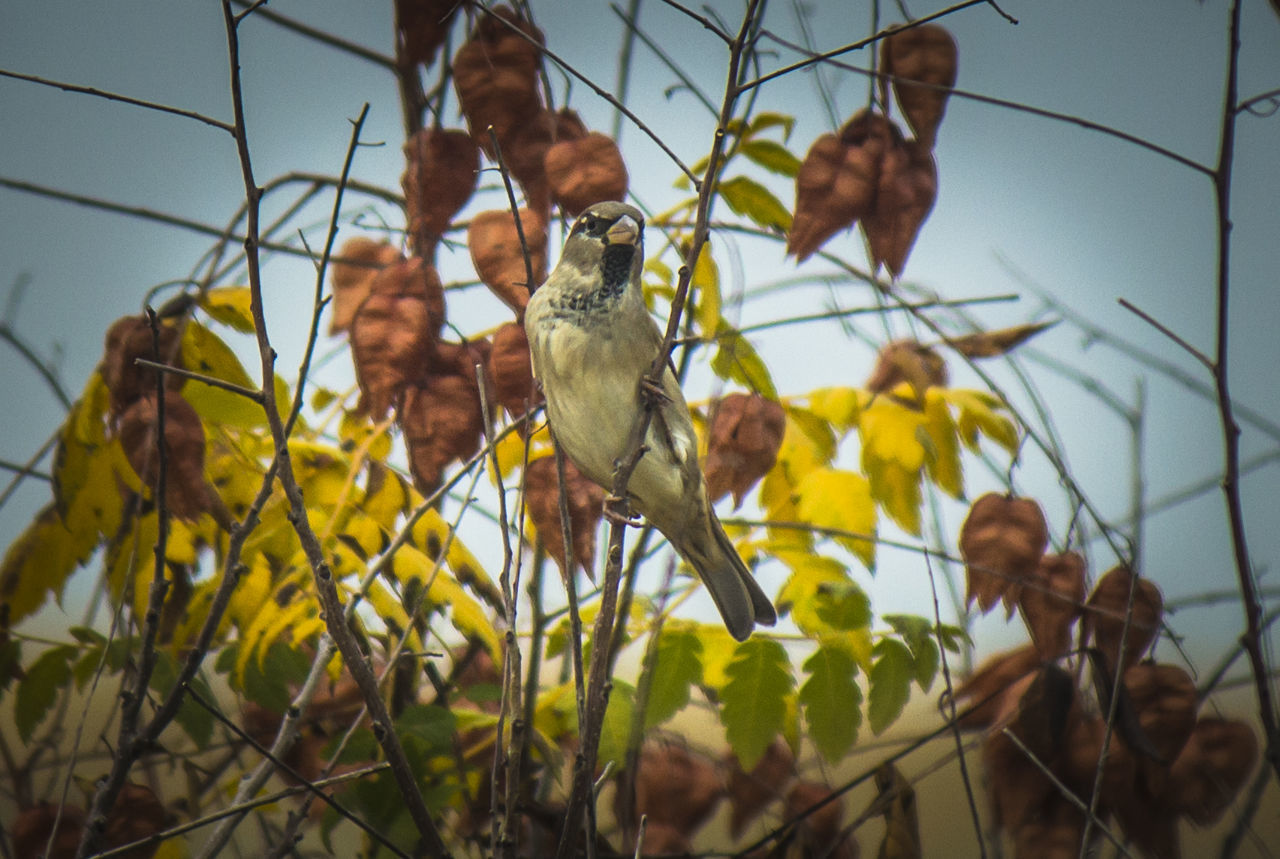 LOW ANGLE VIEW OF BIRD PERCHING ON PLANT