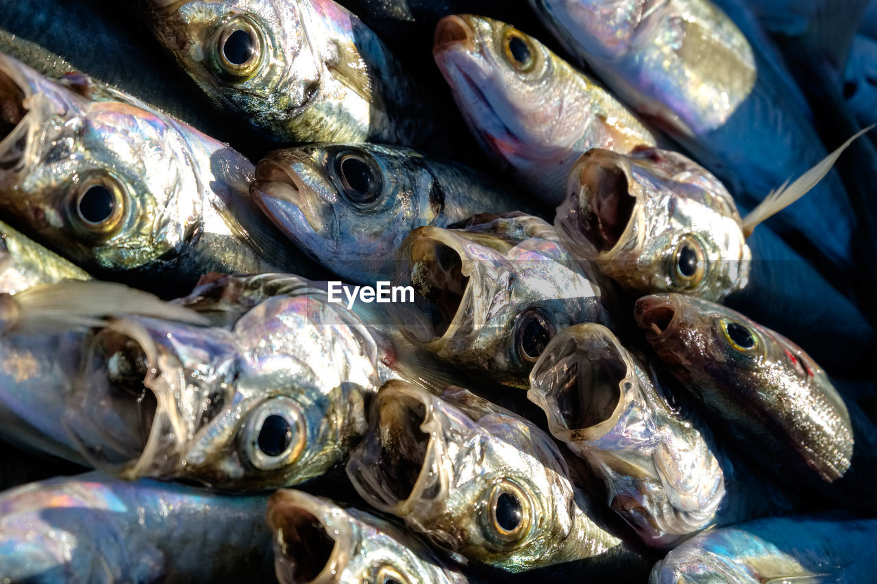 CLOSE-UP OF FISHES FOR SALE IN MARKET