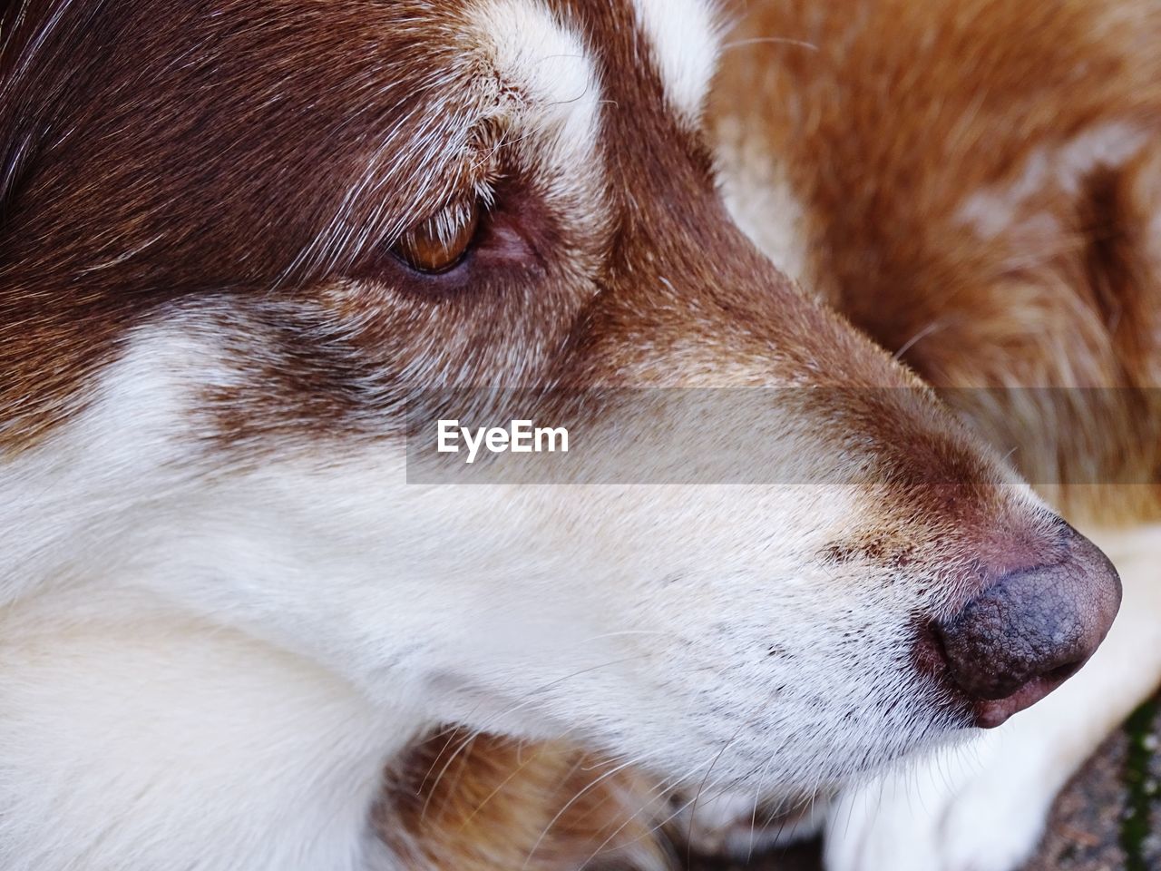 CLOSE-UP OF DOG WITH EYES