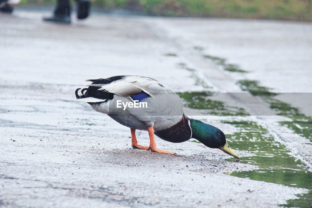 Side view of a bird on the road