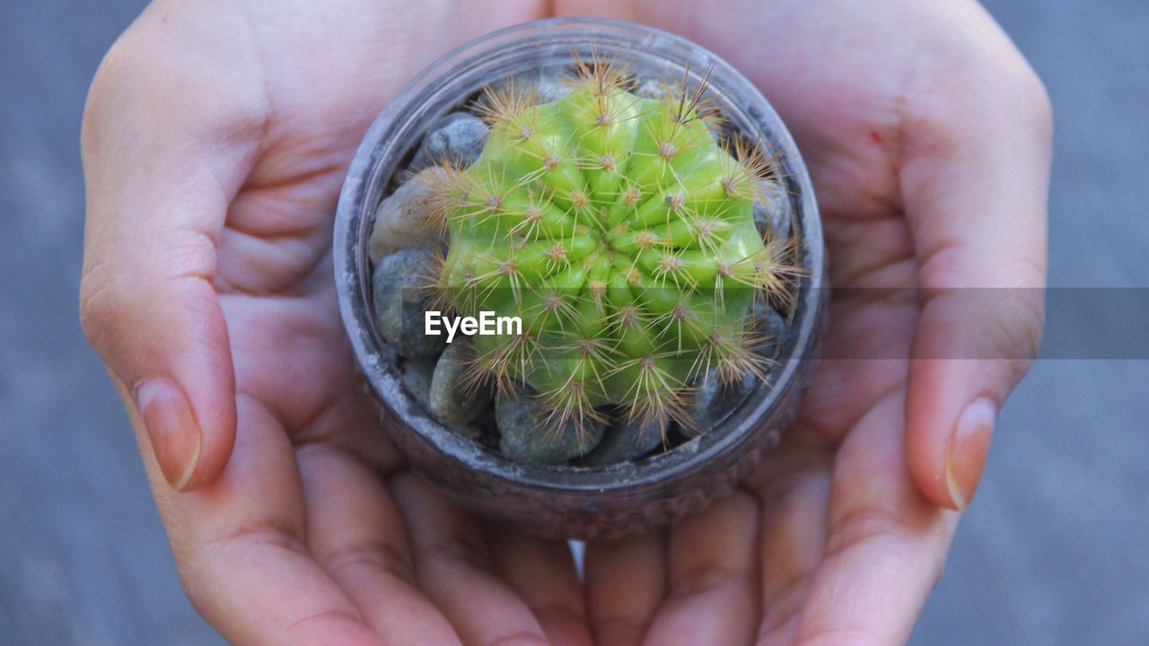 Tiny baby cactus