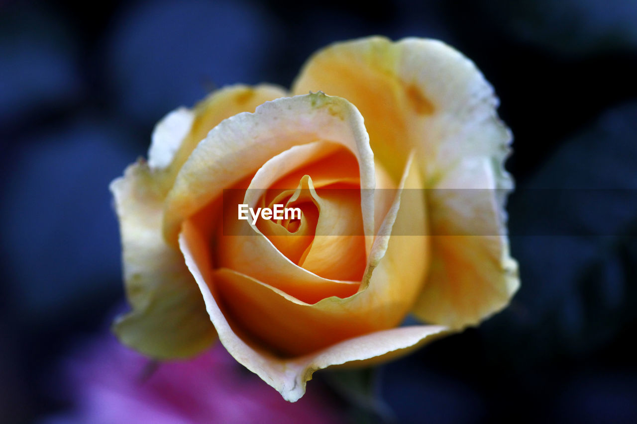 CLOSE-UP OF YELLOW ROSE BLOOMING OUTDOORS