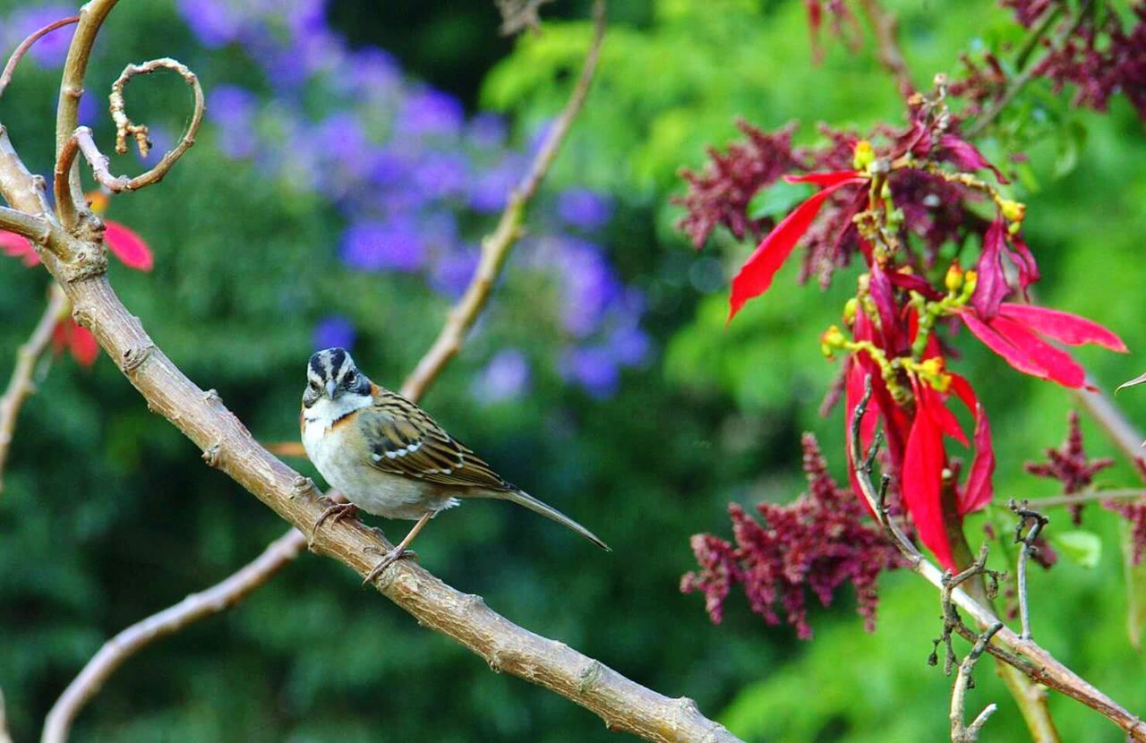 CLOSE-UP OF BIRD PERCHING ON BRANCH AGAINST BLURRED PLANTS