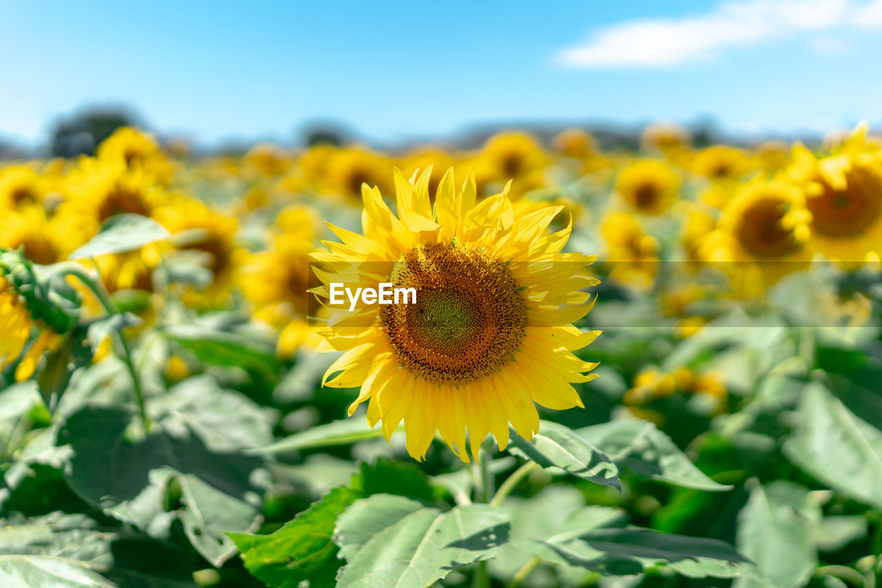 Close-up of yellow flowering plant against sky