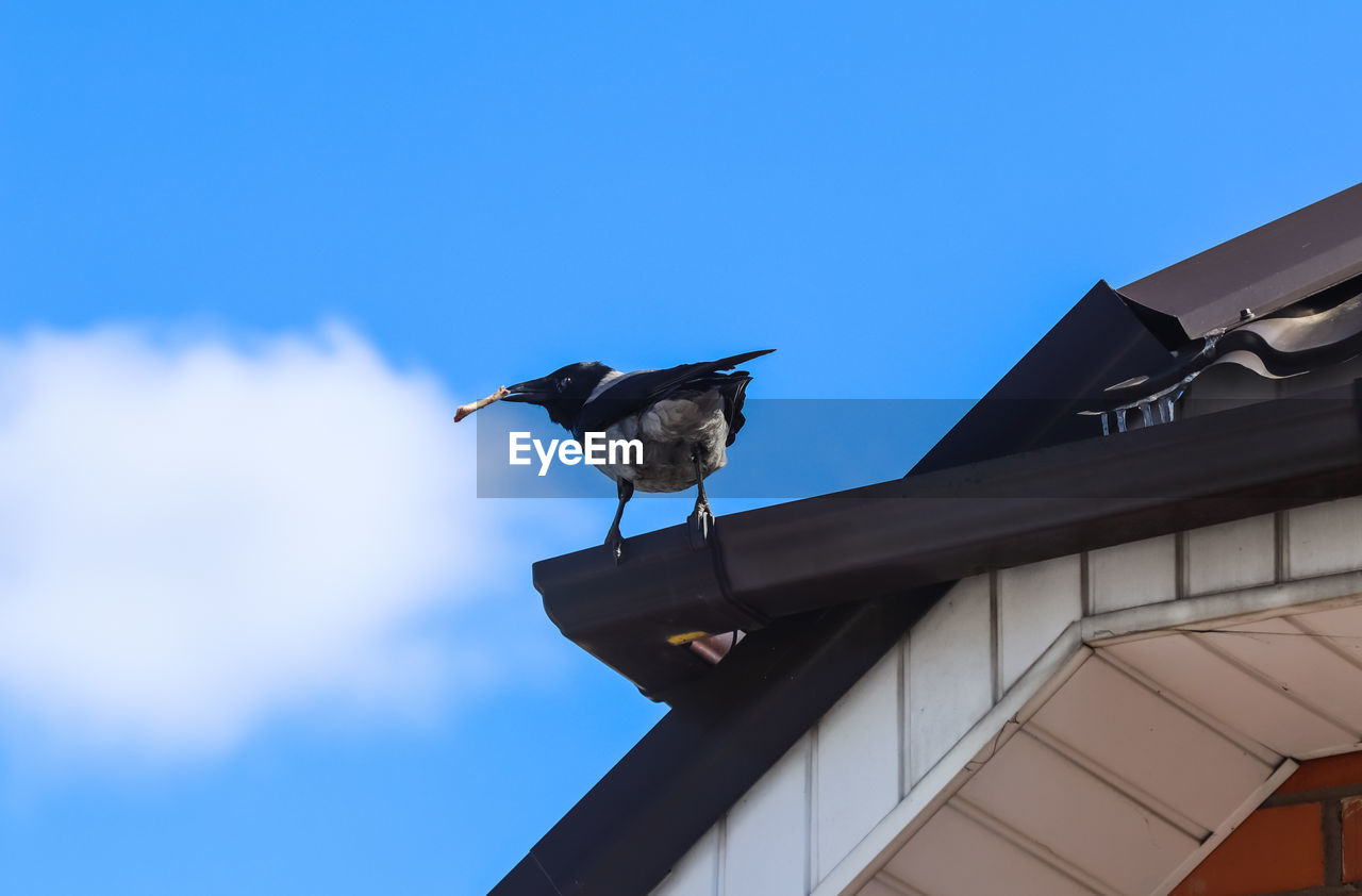 LOW ANGLE VIEW OF BIRD PERCHING ON ROOF AGAINST BUILDING