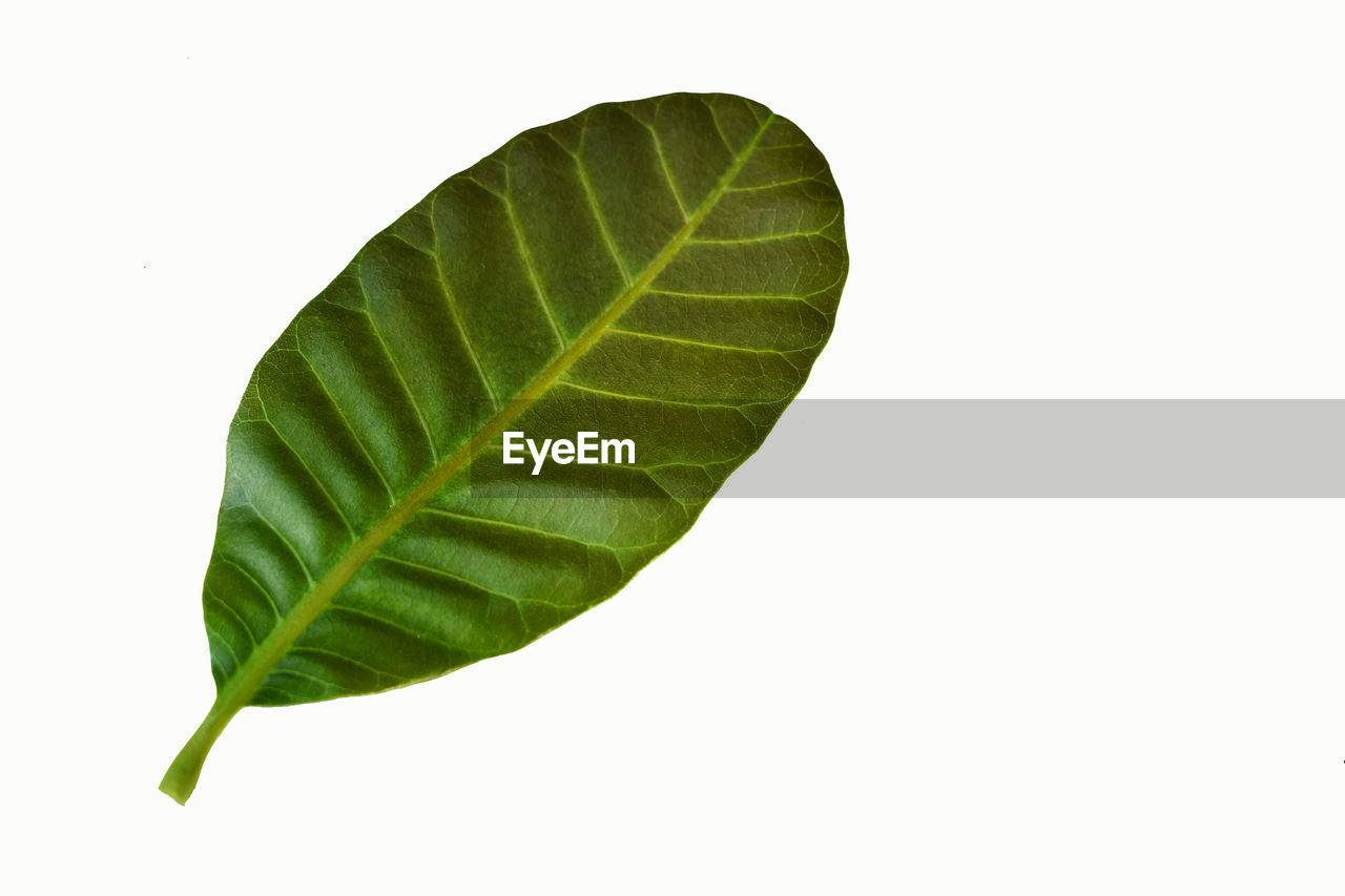 CLOSE-UP OF GREEN LEAVES ON WHITE BACKGROUND