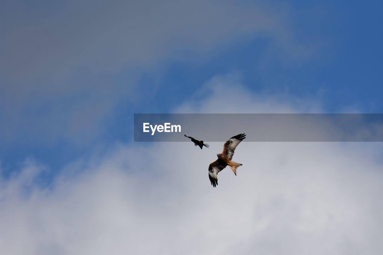 Low angle view of red kite and raven fighting in sky