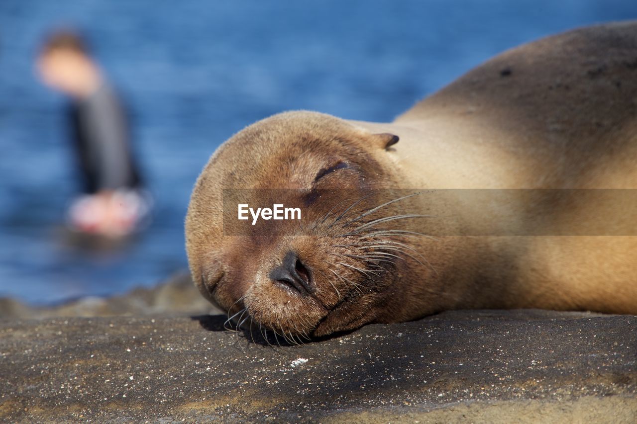 Close-up of sea lion sleeping on shore