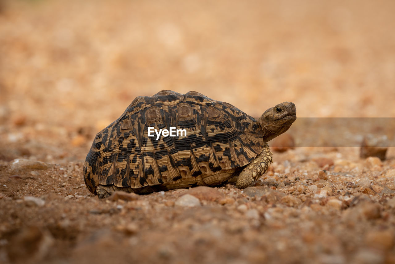 Close-up of tortoise on field