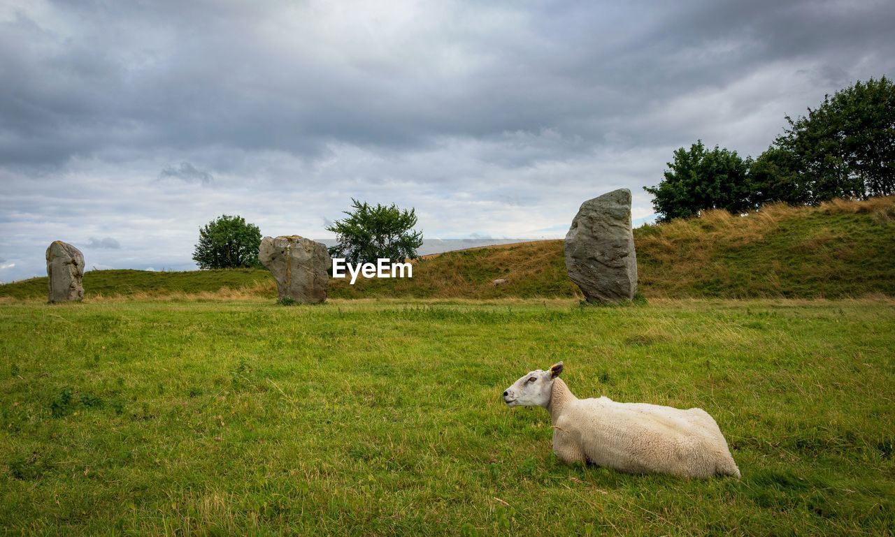 Sheep on grassy field against sky