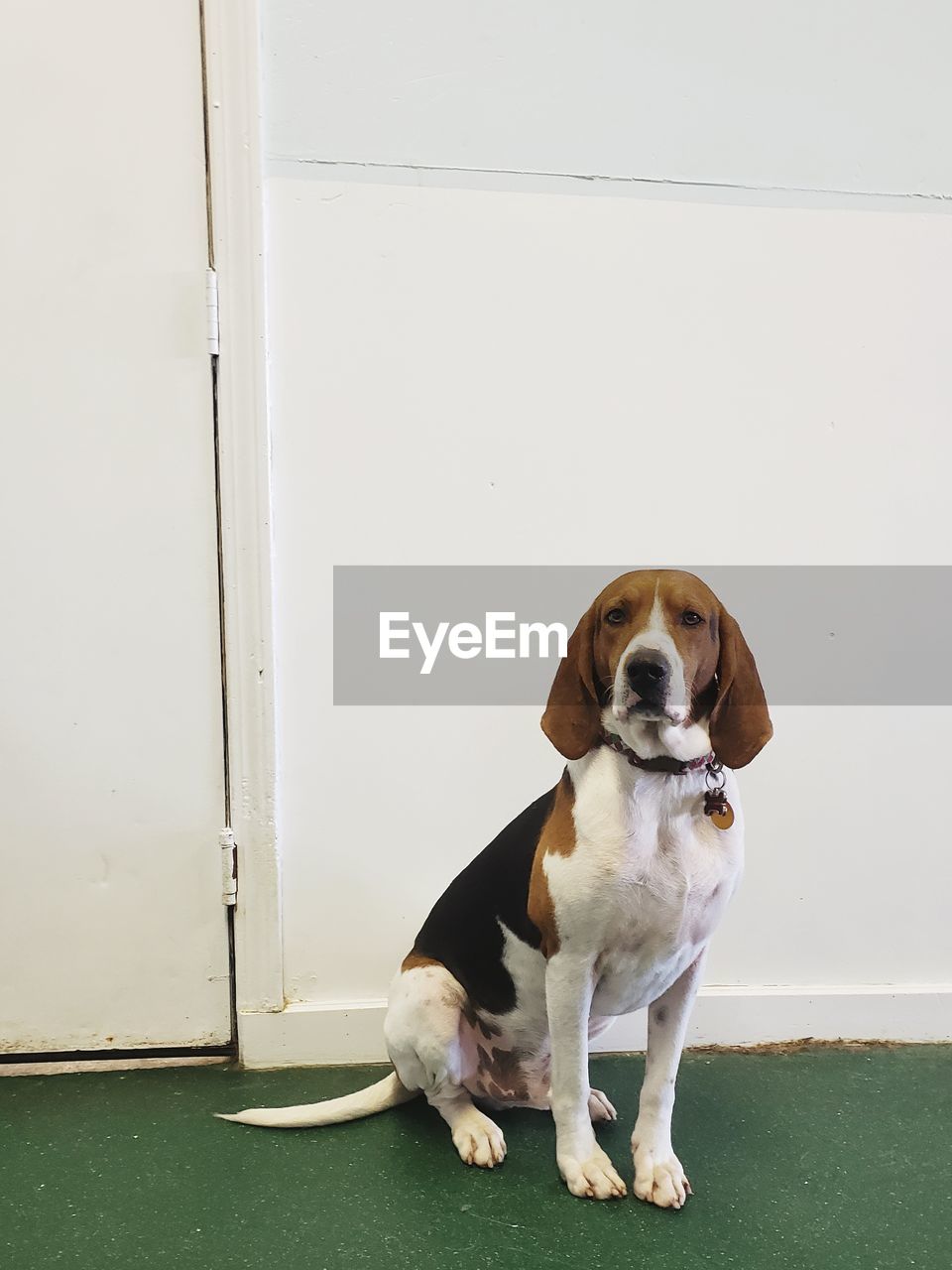 Portrait of dog sitting on door