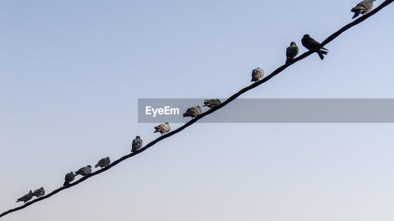 Low angle view of birds perching on cable against sky