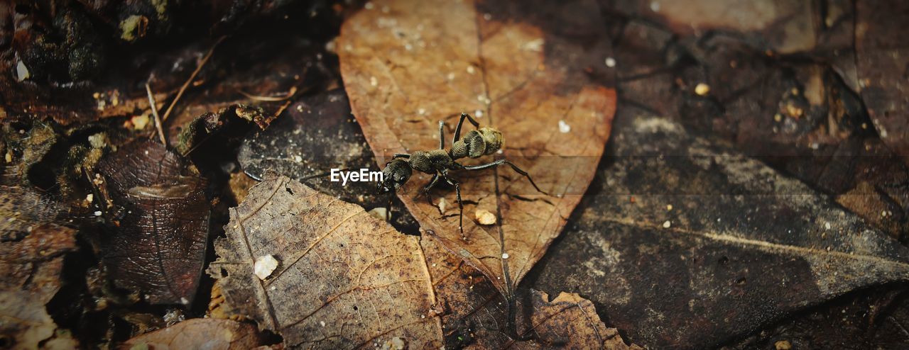 CLOSE-UP HIGH ANGLE VIEW OF INSECT