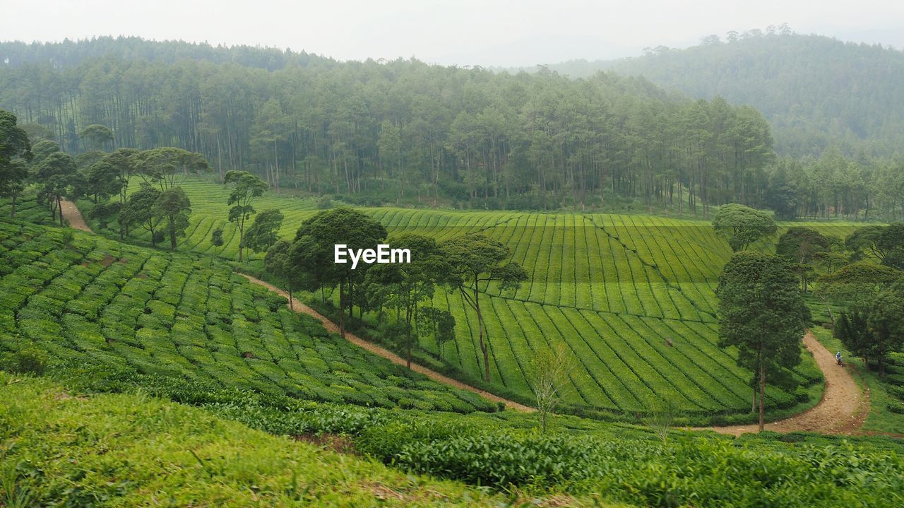 SCENIC VIEW OF AGRICULTURAL FIELD