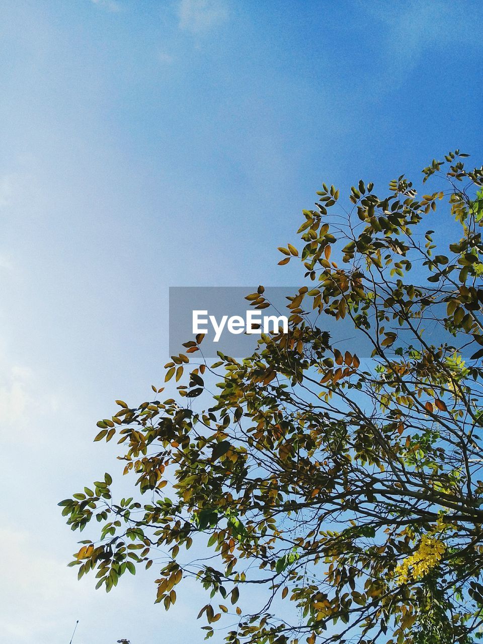 LOW ANGLE VIEW OF FLOWERING PLANT AGAINST BLUE SKY