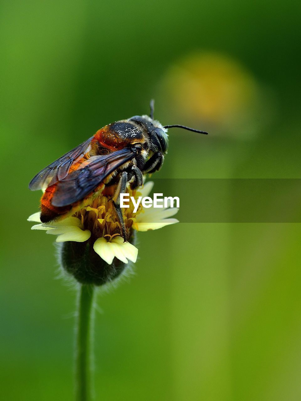 Bee pollination on yellow flower