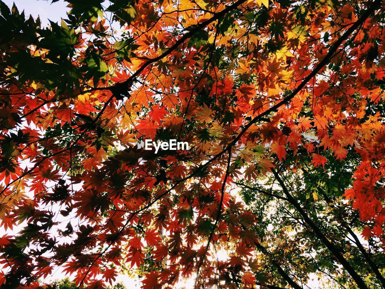 Low angle view of branches during autumn