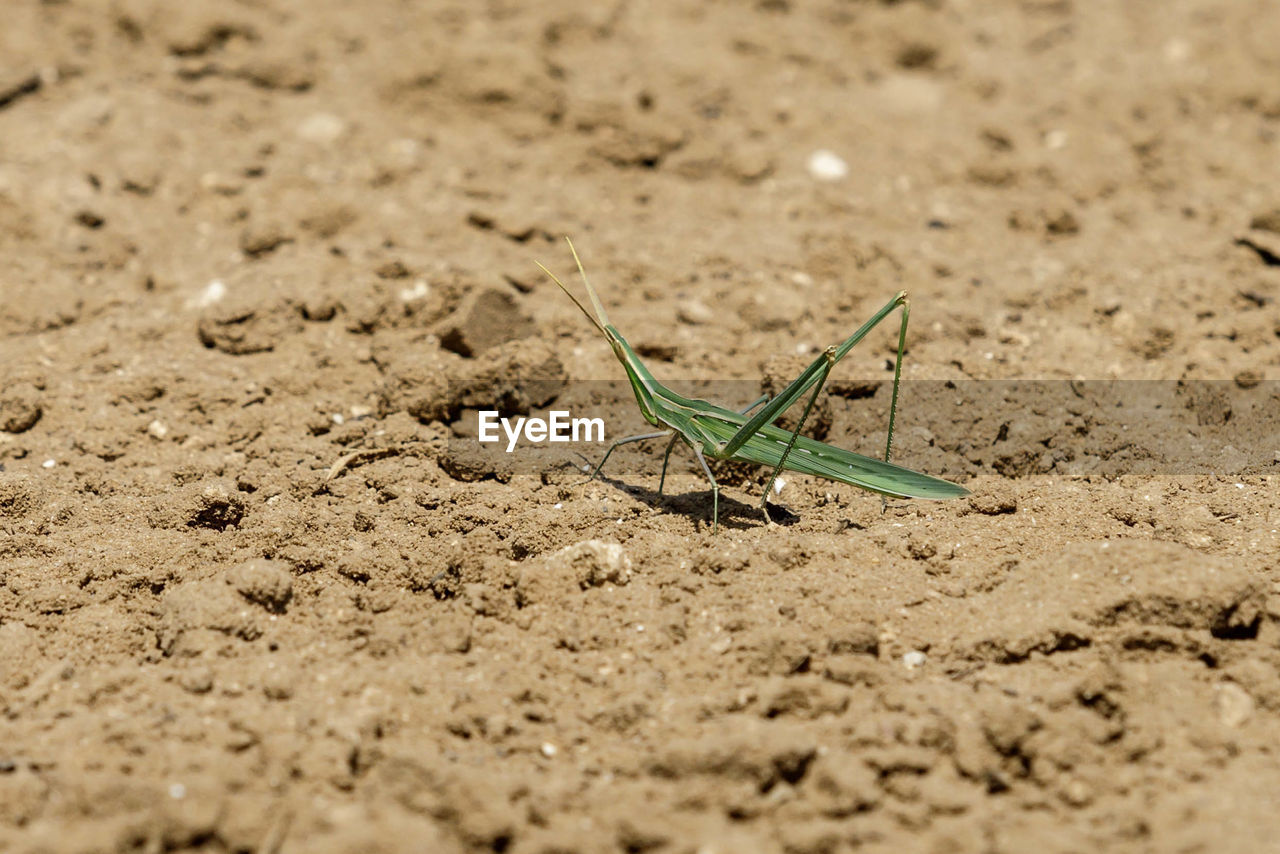 CLOSE-UP OF GRASSHOPPER