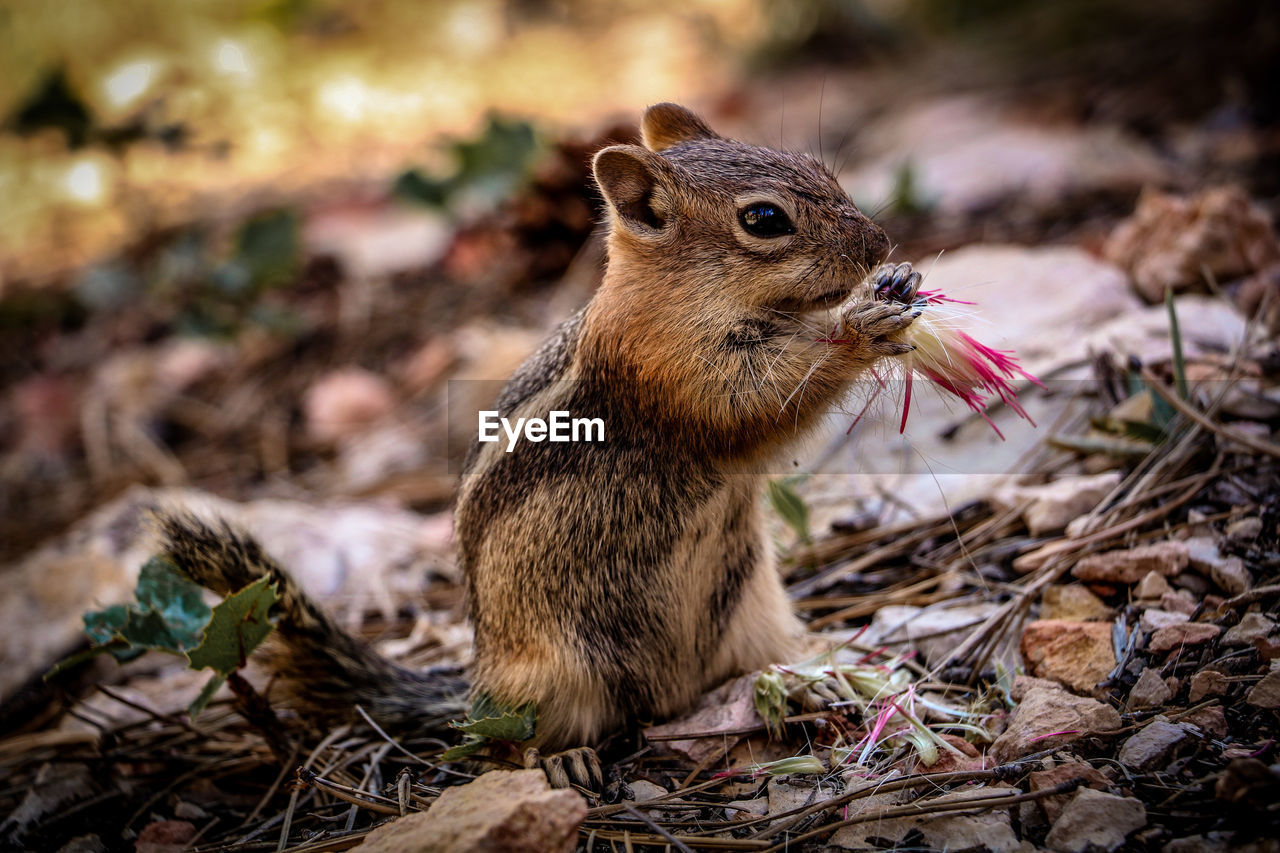 Close-up of chipmunk