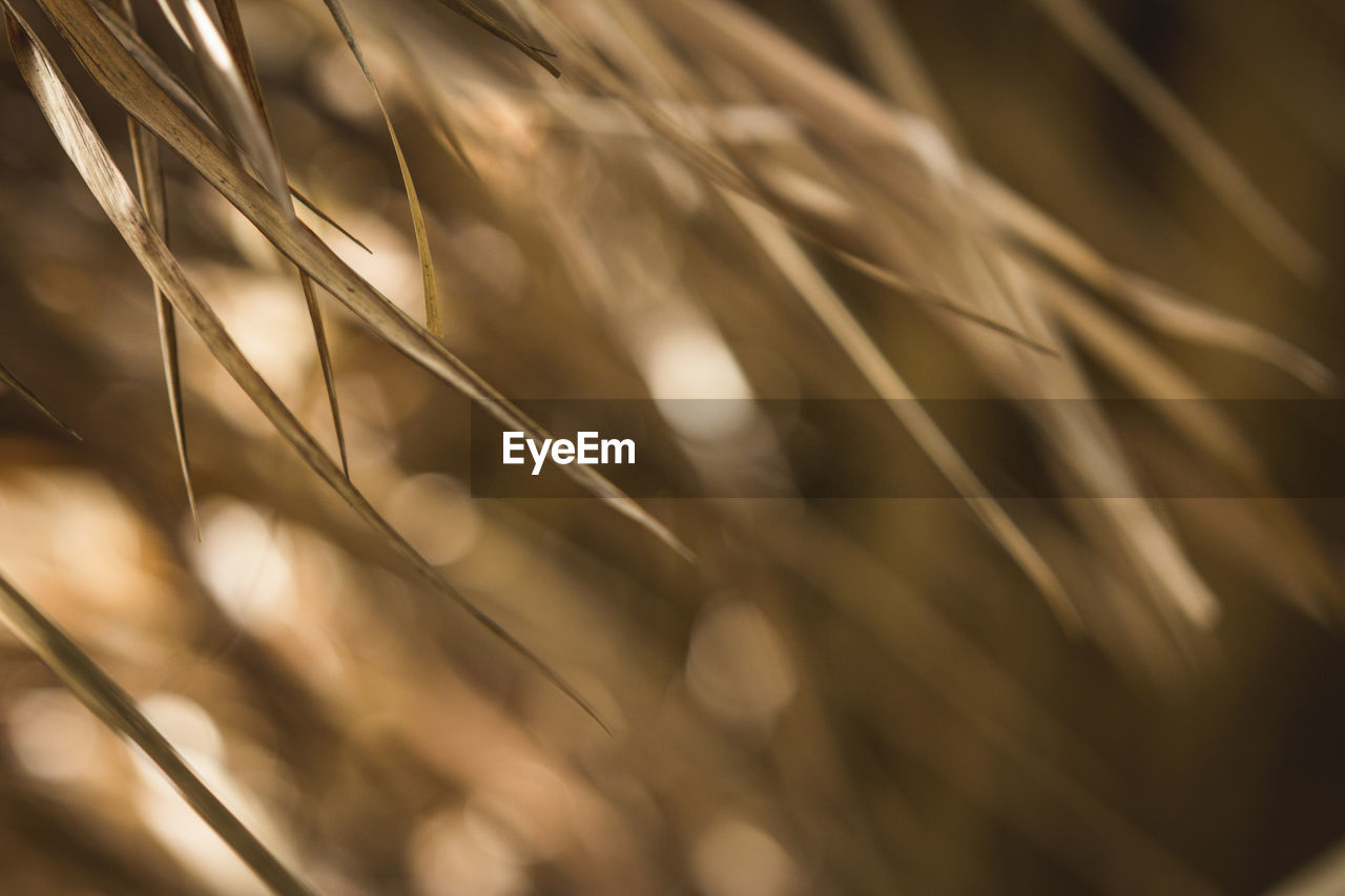 plant, close-up, sunlight, nature, grass, light, cereal plant, crop, growth, no people, macro photography, selective focus, agriculture, branch, backgrounds, beauty in nature, wheat, barley, gold, land, abstract, rural scene, pattern, landscape, outdoors, leaf, brown, food