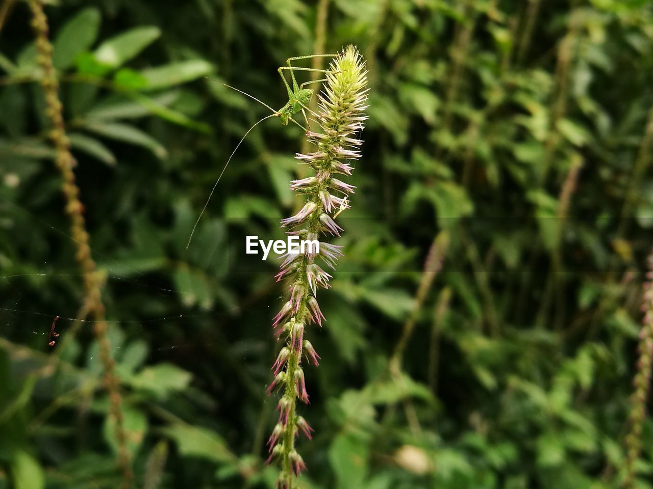 CLOSE-UP OF PLANT AGAINST WHITE WALL