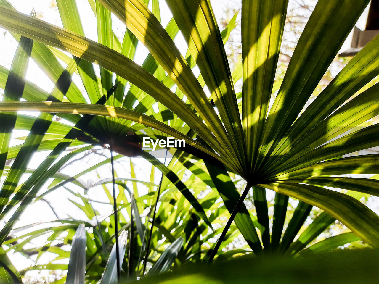 FULL FRAME SHOT OF PALM LEAVES