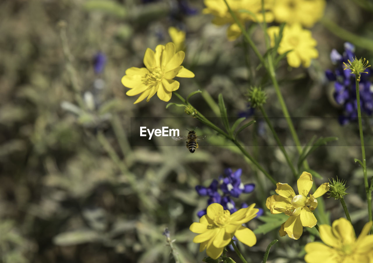 CLOSE-UP OF BEE POLLINATING ON FLOWER