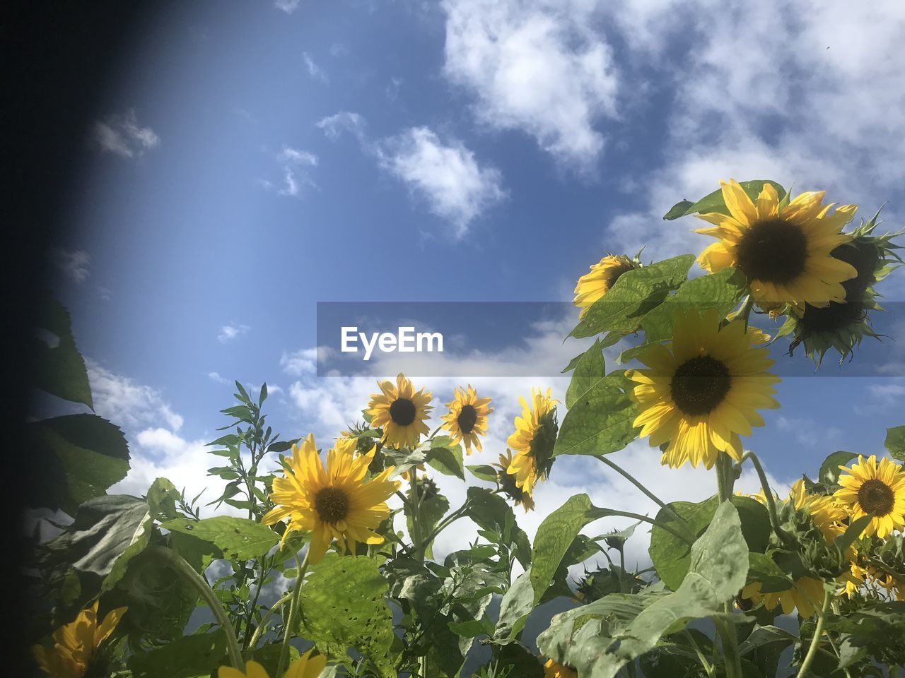 CLOSE-UP OF SUNFLOWER AGAINST SKY