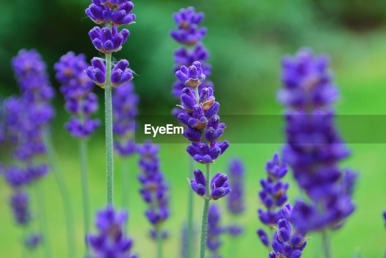 Close-up of lavender blooming outdoors