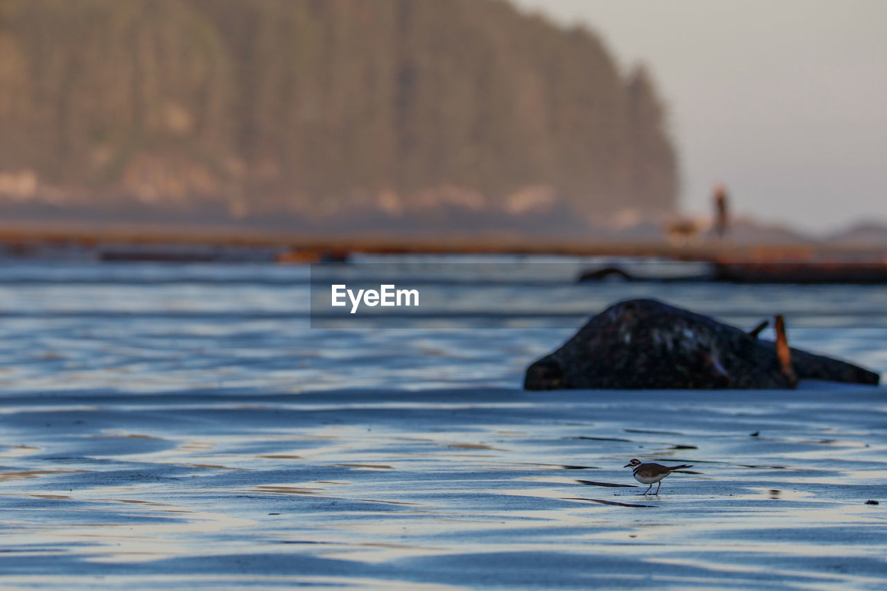 water, sea, animal, animal themes, ocean, wildlife, animal wildlife, shore, wave, one animal, coast, mammal, nature, no people, beach, beauty in nature, rock, aquatic mammal, underwater, land, outdoors, scenics - nature, swimming, day, tranquility, reflection, morning, marine mammal, bay, wind wave, sky, tranquil scene, sea life, focus on foreground, travel destinations, marine