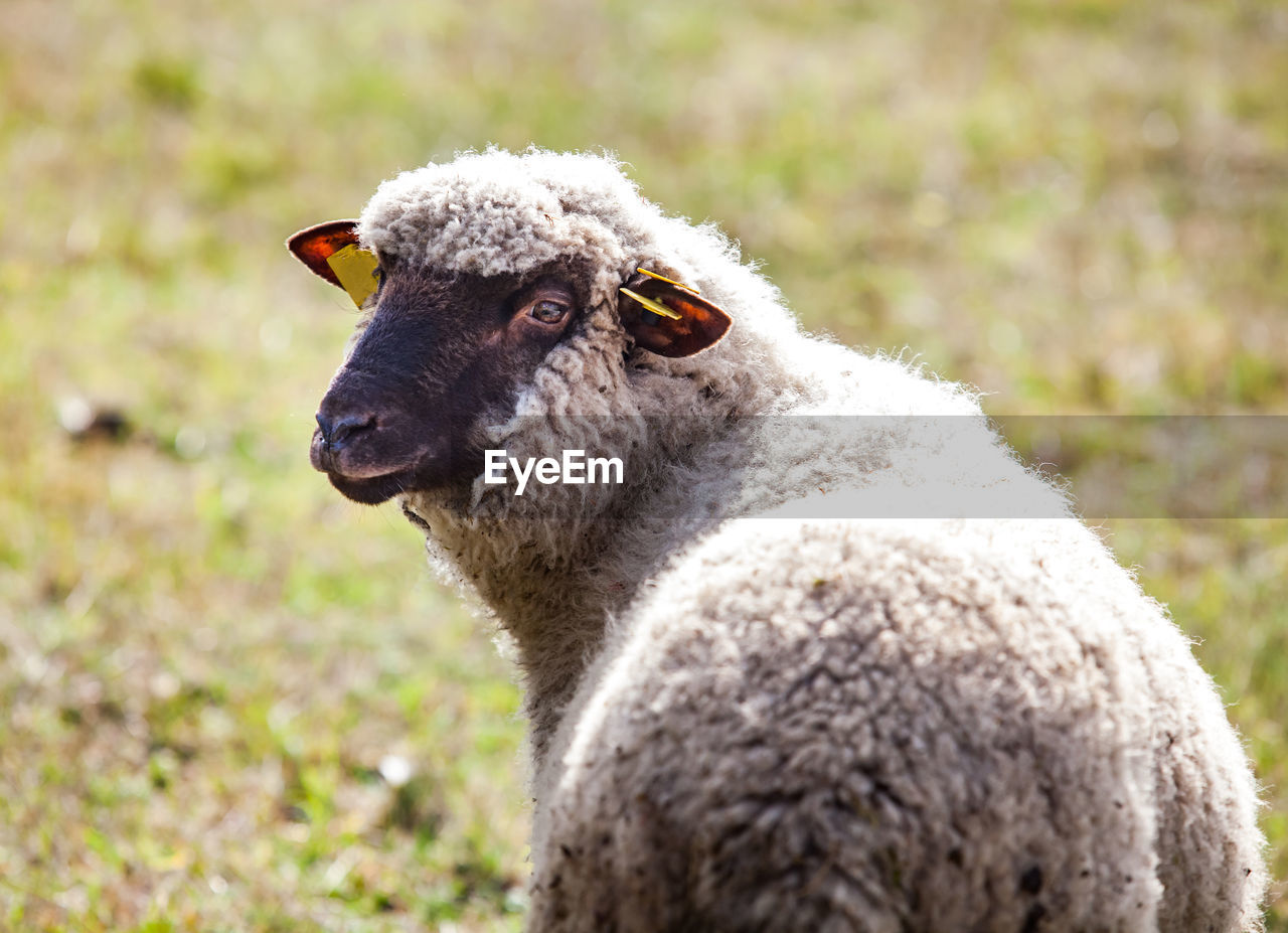 Sheep on field. close-up photo.