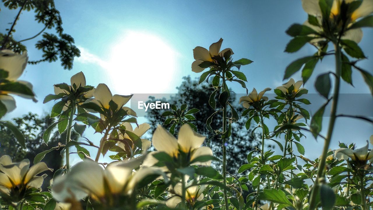 plant, nature, sunlight, sky, tree, flower, leaf, green, plant part, beauty in nature, growth, branch, no people, flowering plant, tropics, blossom, jungle, freshness, yellow, outdoors, low angle view, food and drink, food, tropical climate, environment, fruit, land, landscape