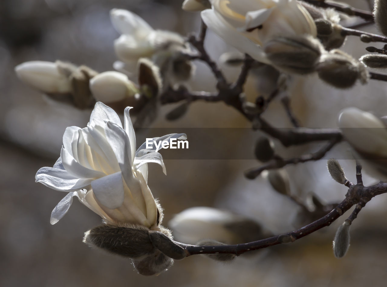 Close-up of white flowering plant