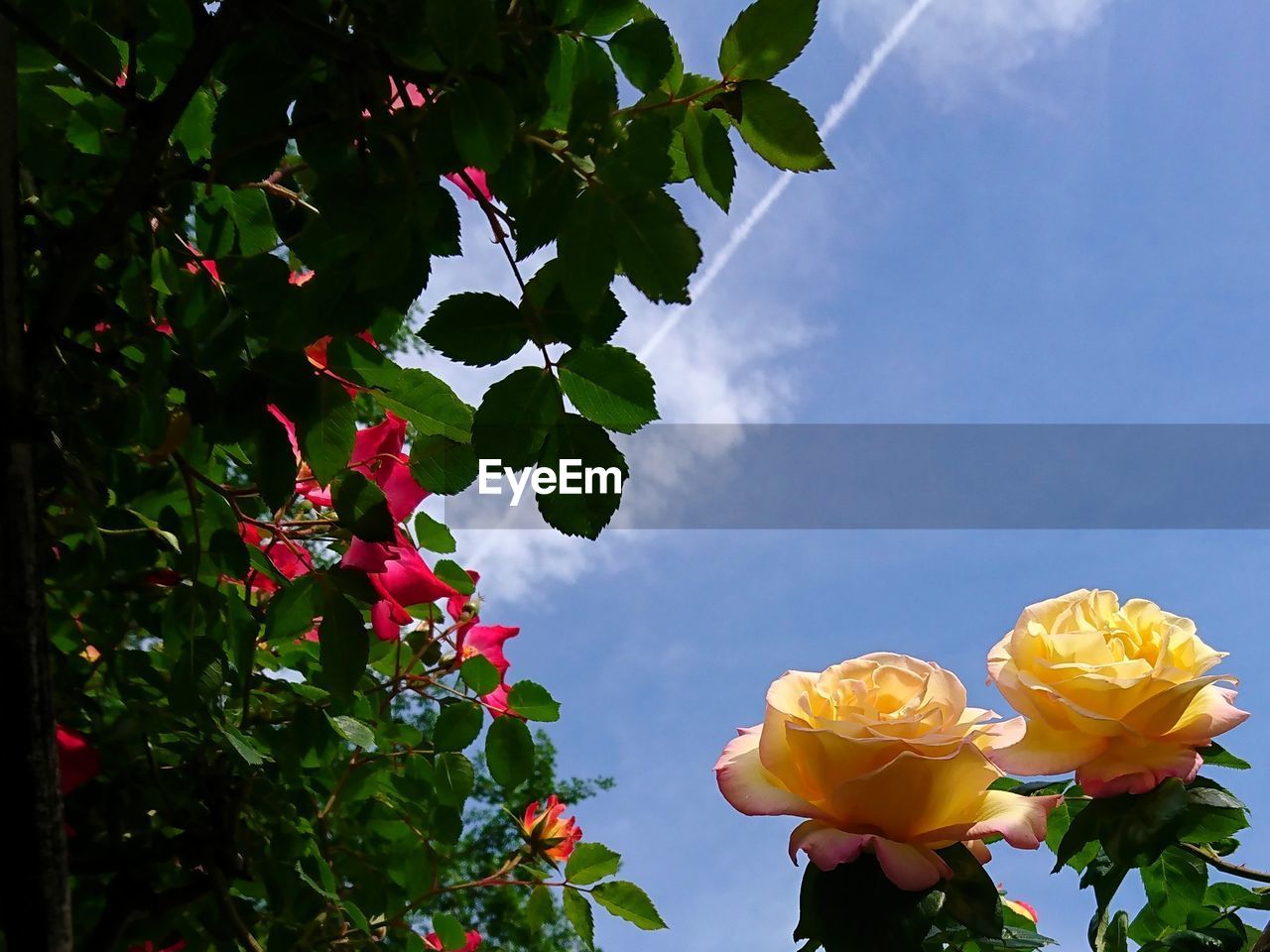 LOW ANGLE VIEW OF ROSES ON PLANT