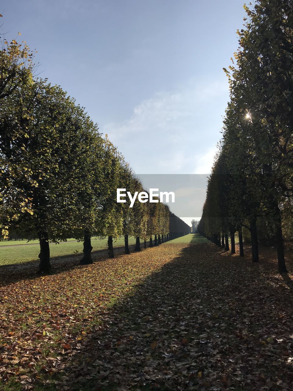 FOOTPATH BY TREES AGAINST SKY