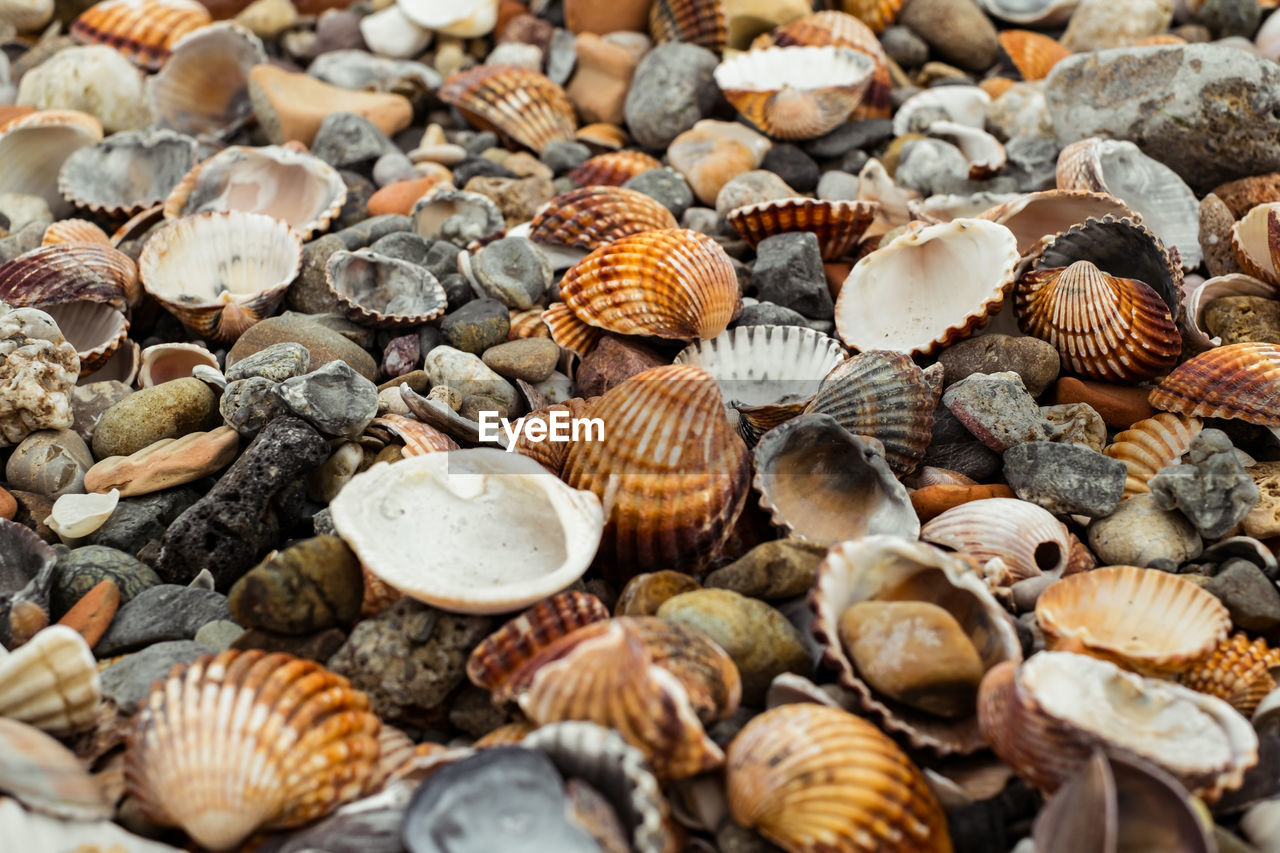 Colorful seashells on the beach background