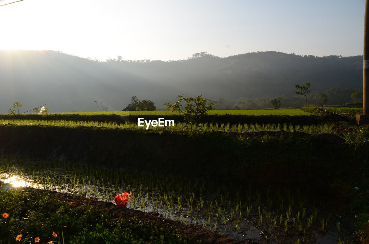 PLANTS GROWING ON FIELD AGAINST SKY